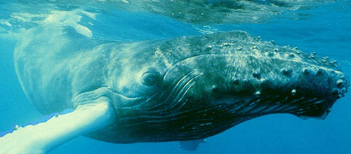 balena-megattera