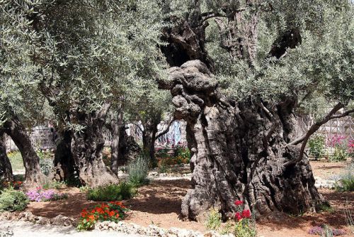 Il Getsemani, l’Orto degli Ulivi: ricordi di viaggio