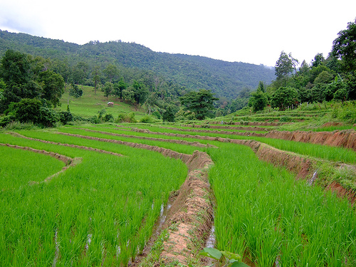 chiang-mai