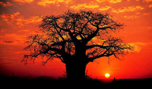 madagascar-baobab_tramonto
