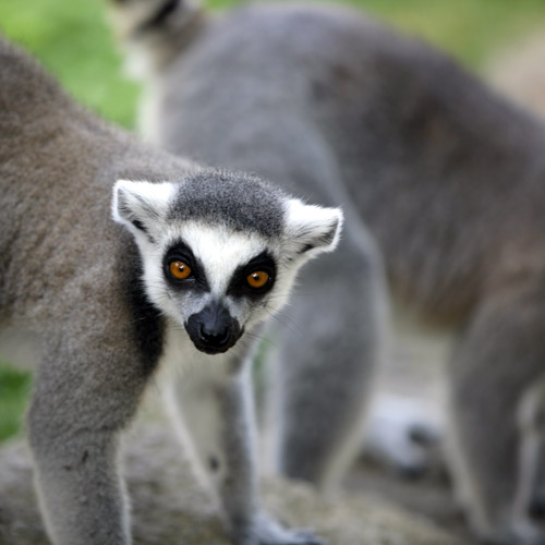 lemuri madagascar