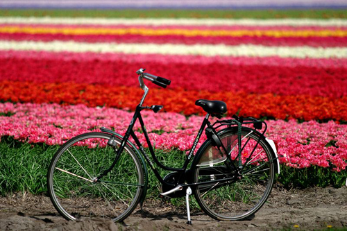 campo-fiori-Haarlem-con-bici_300dpi_3072x2048px_J