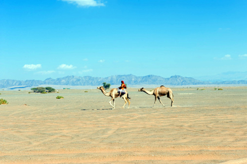 deserto oman cammelli