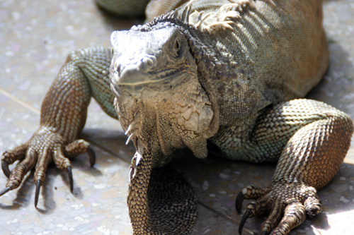 fauna giardino botanico (1)