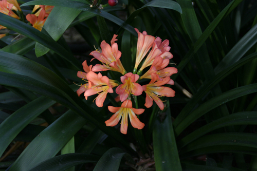 fiori amsterdam Hortus Botanicus