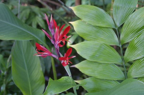 specie tropicali Hortus Botanicus