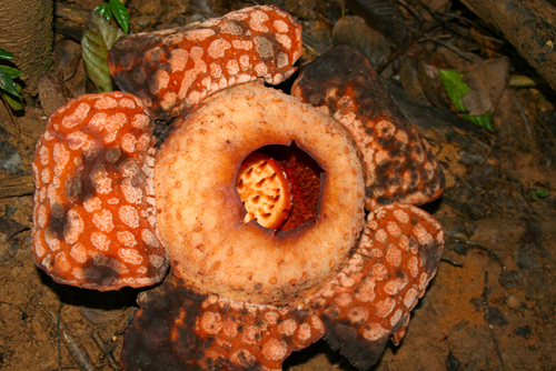 rafflesia malesia