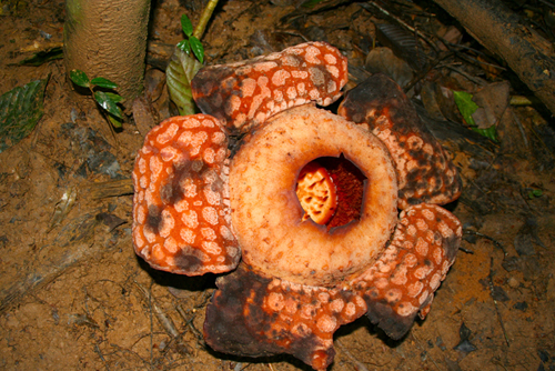 rafflesia