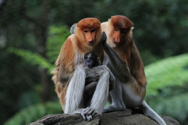 fauna malesia