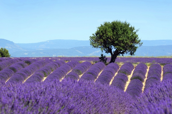 lavanda-in-provenza