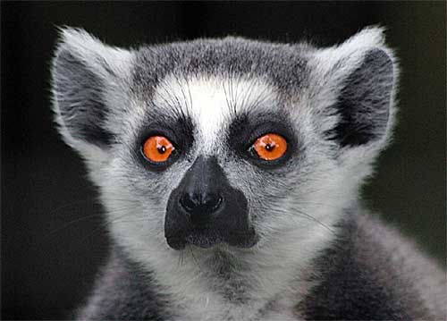 lemure1