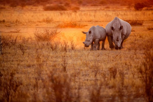 animali savana kenya