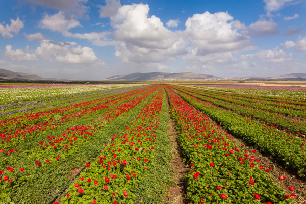 israele paesaggi galilea