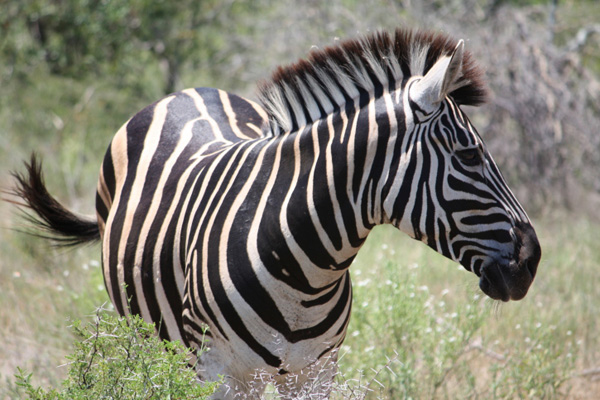 Sudafrica, safari e parchi nazionali da visitare