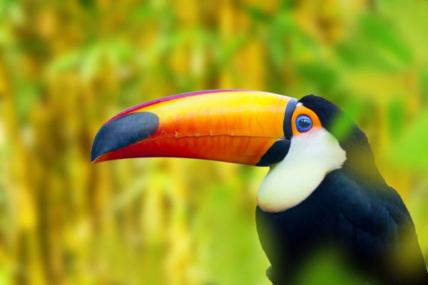 tucano nicaragua