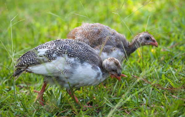 fauna guinea