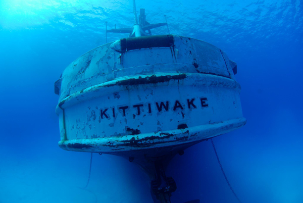 kittiwake