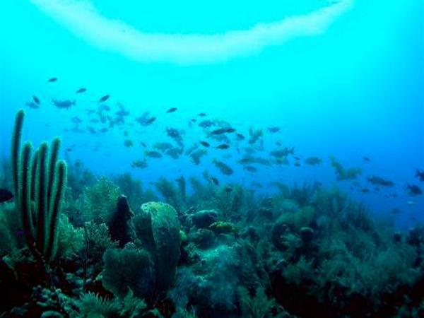 mare isole cayman