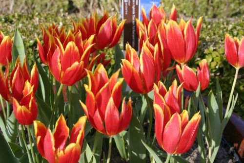 Campi di fiori in Olanda: lo spettacolo è servito