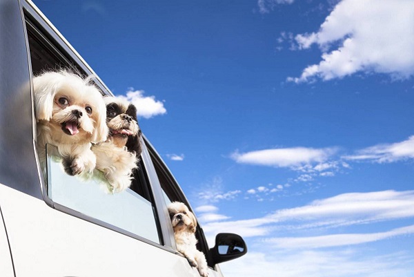 Viaggi dog friendly per un’estate perfetta